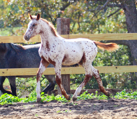 HorseID: 2304655 Perpetual Motion Machine LHS - PhotoID: 1087667