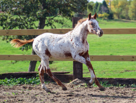 HorseID: 2304655 Perpetual Motion Machine LHS - PhotoID: 1087668