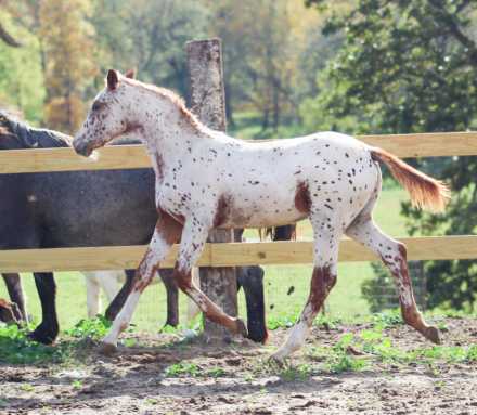 HorseID: 2304655 Perpetual Motion Machine LHS - PhotoID: 1087669