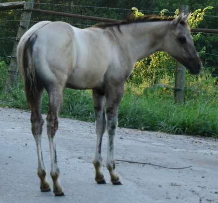 HorseID: 2304656 Jessies a Fox - PhotoID: 1087670