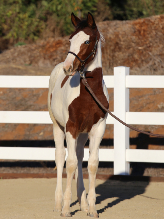 HorseID: 2304658 PHOEBE'S ROCKIN ART - PhotoID: 1087671