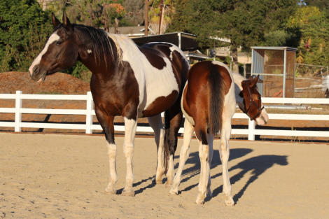 HorseID: 2304658 PHOEBE'S ROCKIN ART - PhotoID: 1087672