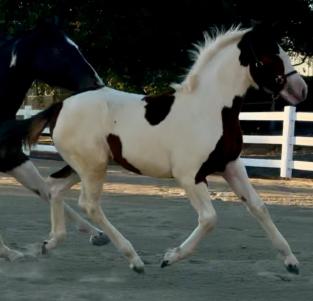 HorseID: 2304658 PHOEBE'S ROCKIN ART - PhotoID: 1087673