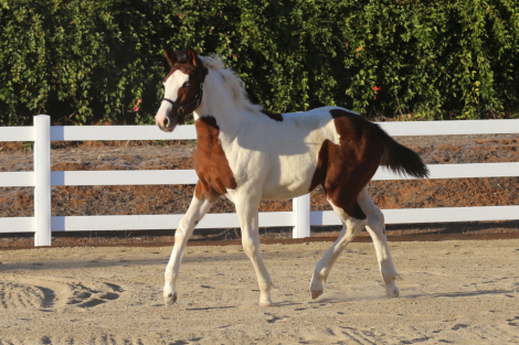 HorseID: 2304658 PHOEBE'S ROCKIN ART - PhotoID: 1087674