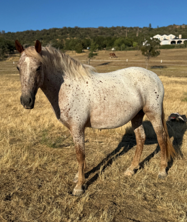 HorseID: 2304665 Sassafras RR - PhotoID: 1087943