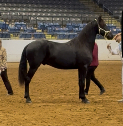 HorseID: 2304666 Zebulon RM $1000 BLACK FRIDAY DISCOUNT (9500) - PhotoID: 1087678