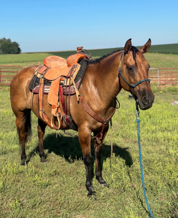 HorseID: 2304670 CW DUN ANGEL - PhotoID: 1087926