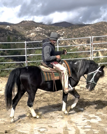 HorseID: 2304674 Checkers - PhotoID: 1087681