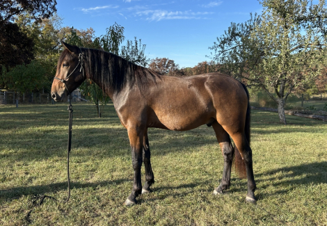 HorseID: 2304679 Crater - PhotoID: 1087682