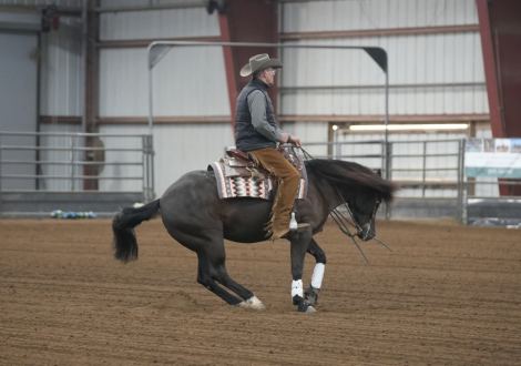 HorseID: 2304683 Smokey Blue Boon - PhotoID: 1087691