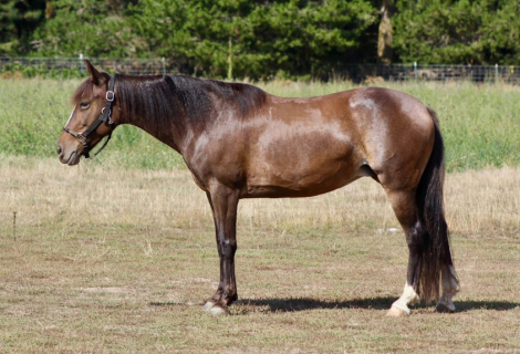 HorseID: 2304695 Suki - PhotoID: 1087693