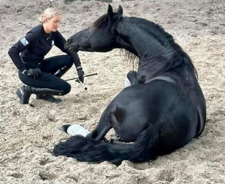 HorseID: 2304703 Gracie (Hiro It’s Me) - PhotoID: 1087696