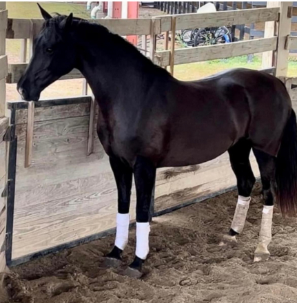 HorseID: 2304703 Gracie (Hiro It’s Me) - PhotoID: 1087697