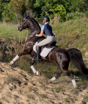 HorseID: 2304703 Gracie (Hiro It’s Me) - PhotoID: 1087698