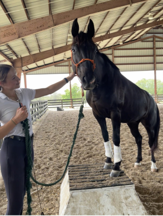 HorseID: 2304703 Gracie (Hiro It’s Me) - PhotoID: 1087699