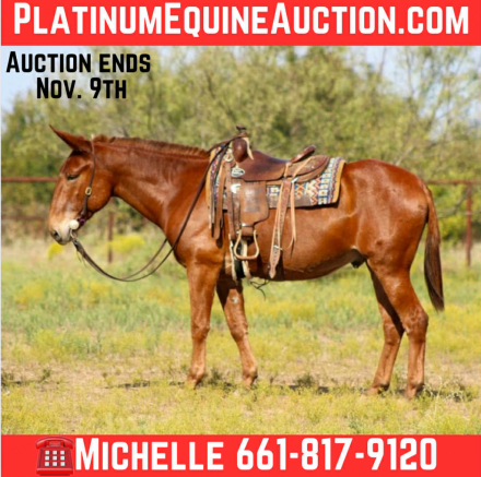 HorseID: 2304704 Clifford M$ - PhotoID: 1087799