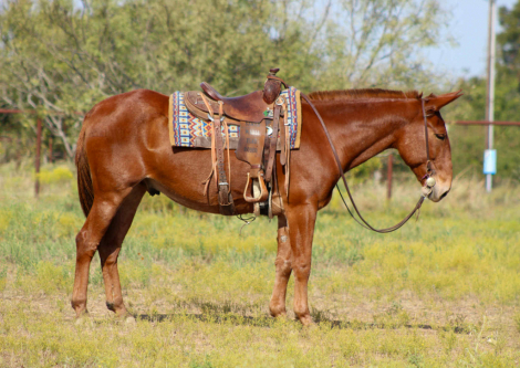 HorseID: 2304704 Clifford M$ - PhotoID: 1087800