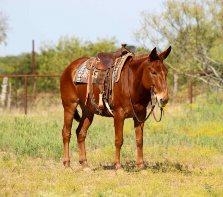 HorseID: 2304704 Clifford M$ - PhotoID: 1087801