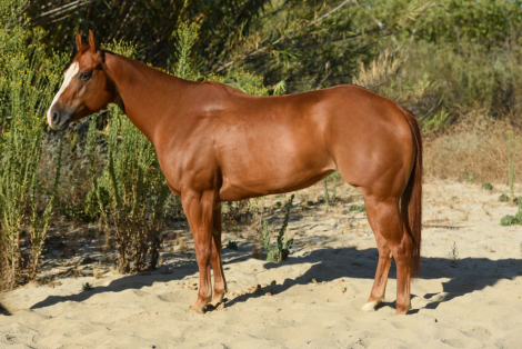 HorseID: 2304704 CARDI - PhotoID: 1102491