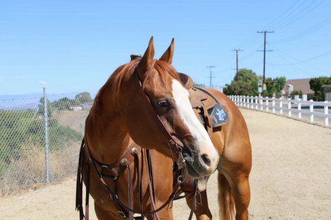 HorseID: 2304704 CARDI - PhotoID: 1102492