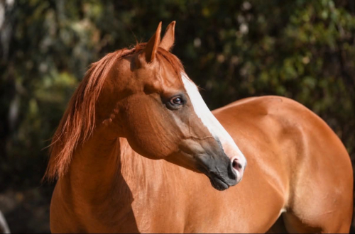 HorseID: 2304704 CARDI - PhotoID: 1102493