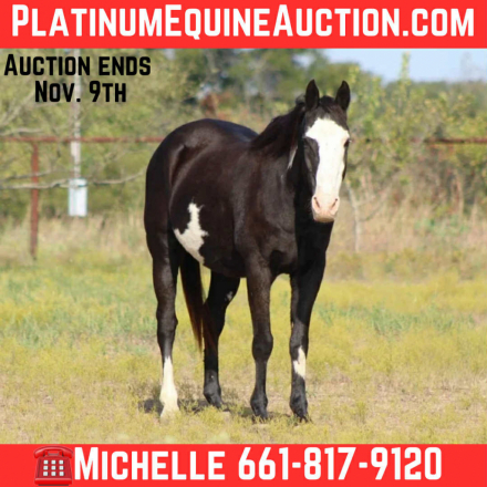 HorseID: 2304705 Bandit M $ - PhotoID: 1087795