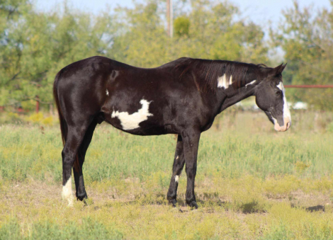 HorseID: 2304705 Bandit M $ - PhotoID: 1087796