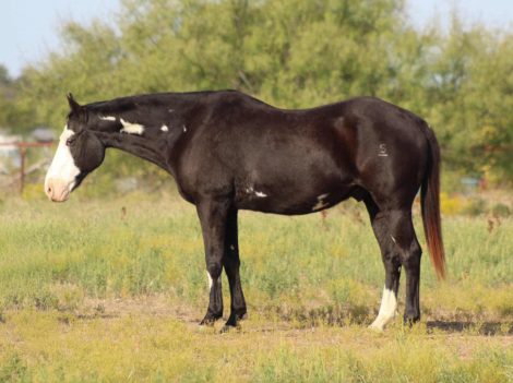 HorseID: 2304705 Bandit M $ - PhotoID: 1087797