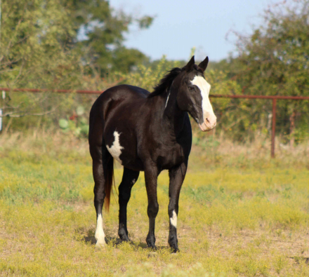 HorseID: 2304705 Bandit M $ - PhotoID: 1087798