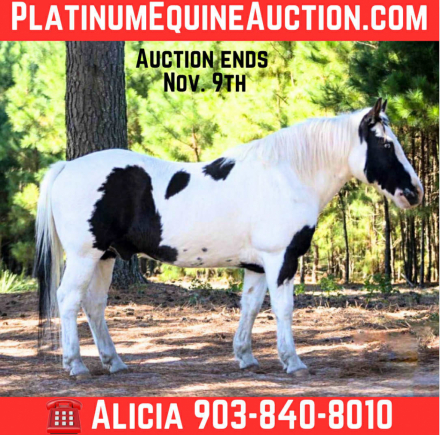 HorseID: 2304706 Lil Wayne AD - PhotoID: 1087807