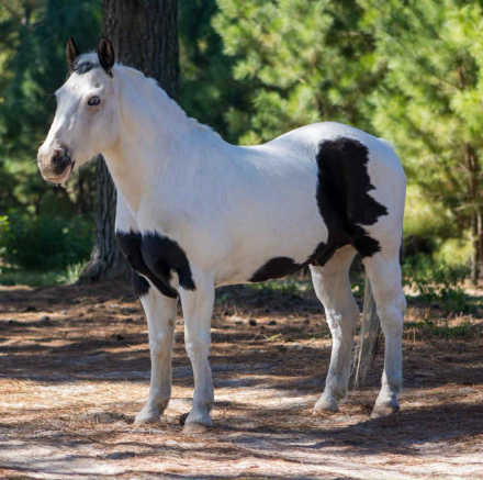 HorseID: 2304706 Lil Wayne AD - PhotoID: 1087808