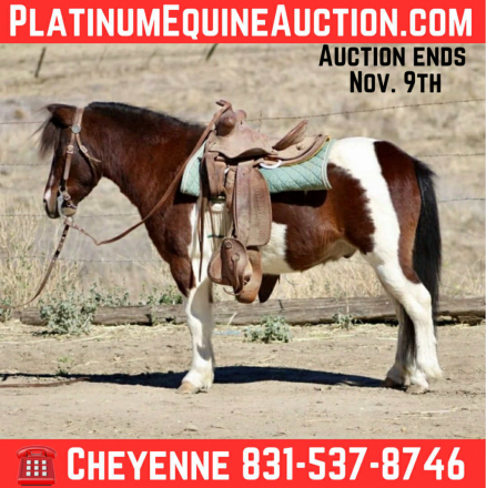 HorseID: 2304707 Twister CR - PhotoID: 1087815