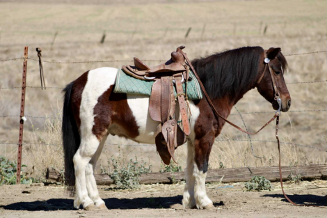 HorseID: 2304707 Twister CR - PhotoID: 1087816