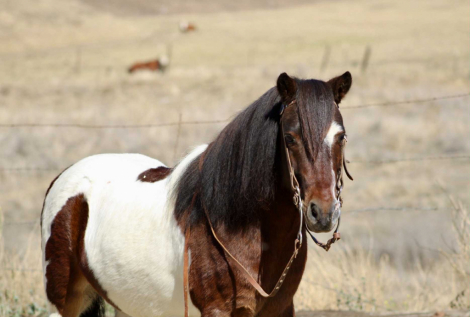 HorseID: 2304707 Twister CR - PhotoID: 1087817