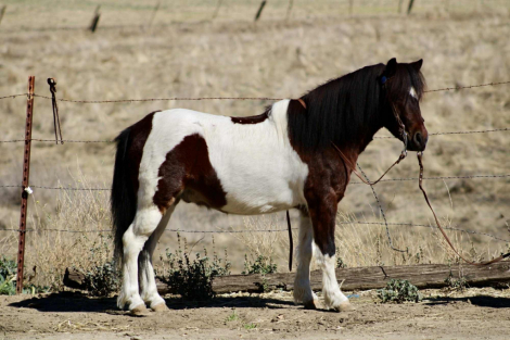 HorseID: 2304707 Twister CR - PhotoID: 1087818