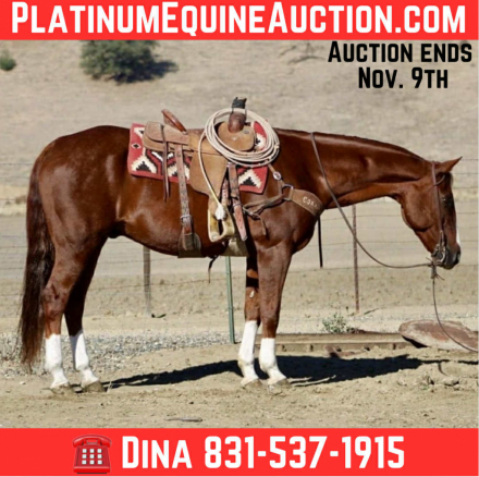 HorseID: 2304708 Duke LHR - PhotoID: 1087803