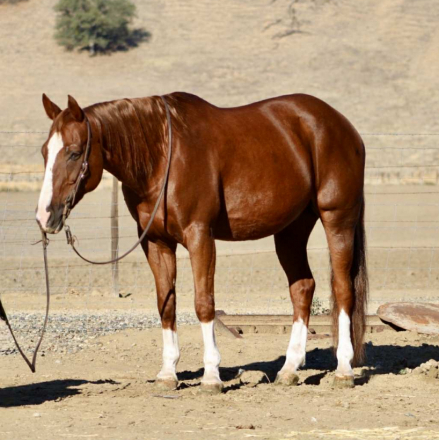 HorseID: 2304708 Duke LHR - PhotoID: 1087804