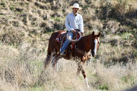 HorseID: 2304708 Duke LHR - PhotoID: 1087805