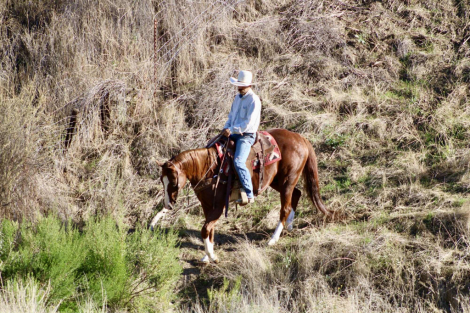 HorseID: 2304708 Duke LHR - PhotoID: 1087806