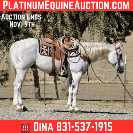 HorseID: 2304709 Amarillo Playgun LHR - PhotoID: 1087791