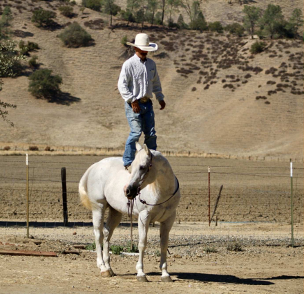 HorseID: 2304709 Amarillo Playgun LHR - PhotoID: 1087792