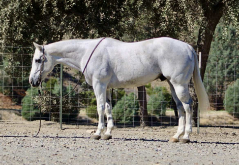 HorseID: 2304709 Amarillo Playgun LHR - PhotoID: 1087793