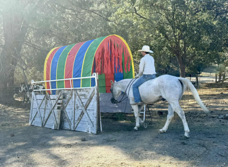 HorseID: 2304709 Amarillo Playgun LHR - PhotoID: 1087794