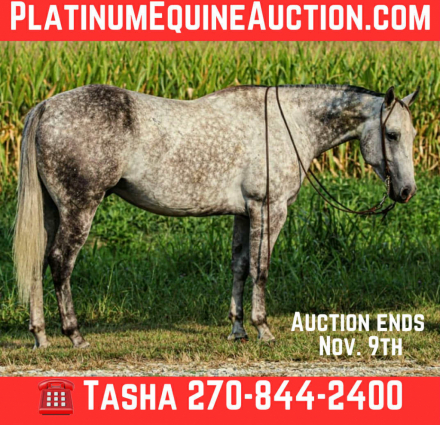 HorseID: 2304710 Waylon DNT - PhotoID: 1087819