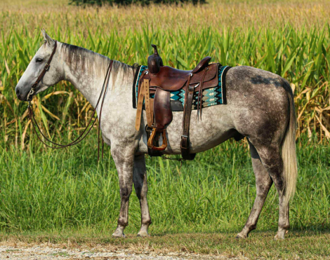 HorseID: 2304710 Waylon DNT - PhotoID: 1087820