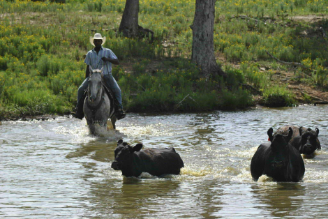 HorseID: 2304710 Waylon DNT - PhotoID: 1087821