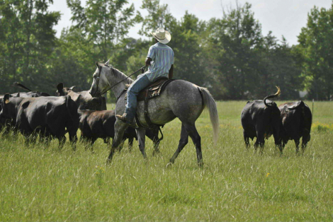 HorseID: 2304710 Waylon DNT - PhotoID: 1087822