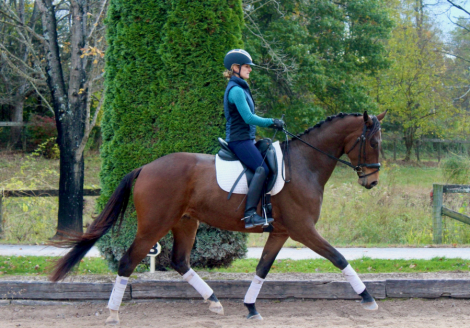 HorseID: 2304713 Rising Star ISF - PhotoID: 1087700