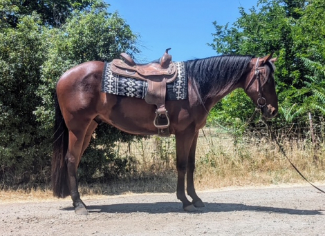 HorseID: 2304715 PDF Shouldabeena Toby - PhotoID: 1087703