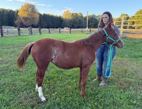HorseID: 2304716 AQHA Cowbred Weanling Filly Rabicano - PhotoID: 1087706